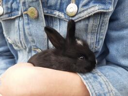 My mini lop rabbit loves to be cuddled.