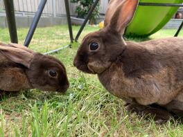 A mini rex rabbit.