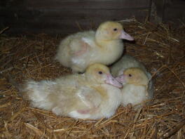 My 3 muscovy babies at 6 weeks old - adorable aren't they?