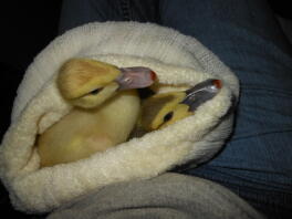 Scovy ducklings