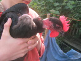 A boy holding a naked neck chicken.