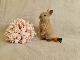 A small Netherland Dwarf rabbit next to a bunch of flowers.