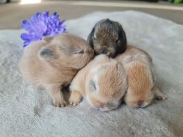 A litter of Netherland Dwarf rabbits.