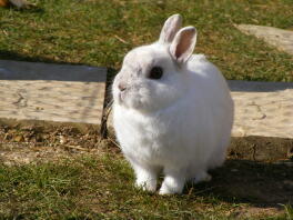 A very old but lovely white netherlands dwarf rabbit.