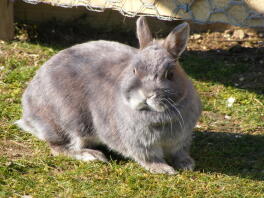 Our netherlands dwarf lop rabbit.