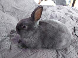 Netherlands Dwarf Rabbit