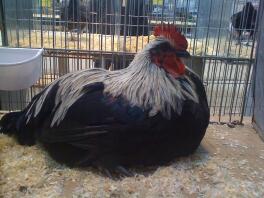 Norfolk Grey Cockerel sitting down in cage