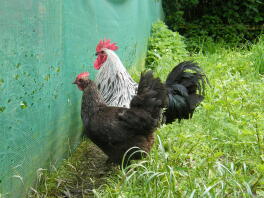 Our norfolk grey chickens.