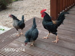 Nice and dry on the terrace!