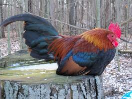 Old English Game Chicken sitting on tree stump