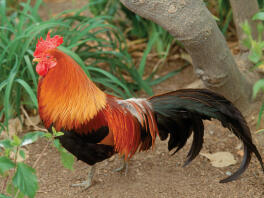 Old English Pheasant Fowl