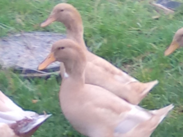 Beautiful buff ducks