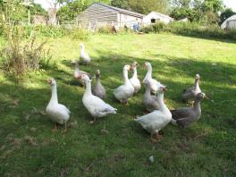 Group of Pilgrim geese and ganders