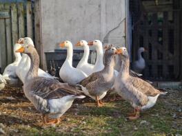 Group shot of Pilgrim geese and ganders