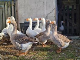 Group shot of  Pilgrim geese and ganders