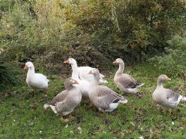 Group shot of Pilgrim geese and ganders