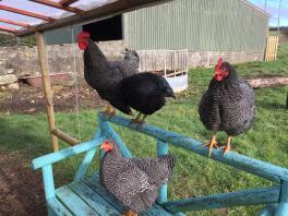 black and white chickens stood on a blue bench