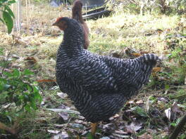 A pretty bantam plymouth chicken.