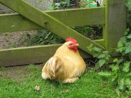 Plymouth Rock Bantam Chicken sitting next to fence