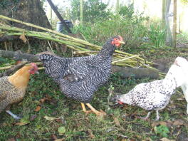 A flock of plymouth chickens.