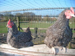 Plymouth barred rock