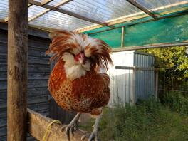 A beautiful polish cockerel.