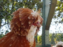 an orange polish cockerel close up image of its head