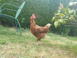 An exbattery chicken exploring our garden for the first time.