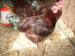 Two rhode island red chickens.
