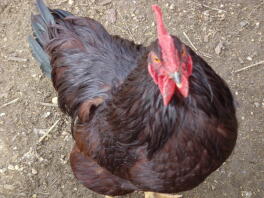 Rhode Island Red Chicken in run