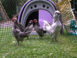 Some stunning rosecome bantams living in an Eglu Classic chicken coop.