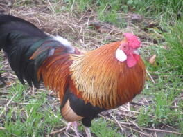 Rosecomb bantam chicken standing on some grass