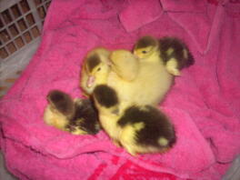 Some rouen ducklings snuggled up on a blanket.