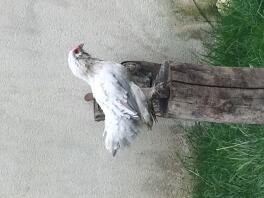 Chicken sitting on post