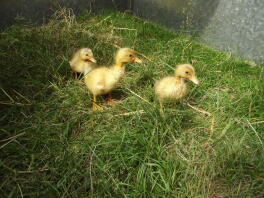 Some chick walking a garden