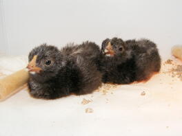 A set of three scots grey chicks!