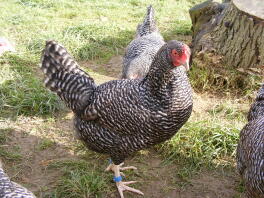 A wonderful scot grey hen.