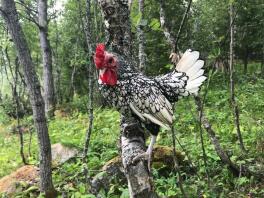 a small black and white chicken stood on a branch in a forest