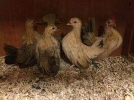 four serama chickens in a chicken coop