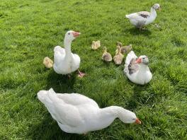 Shetlands with goslings 