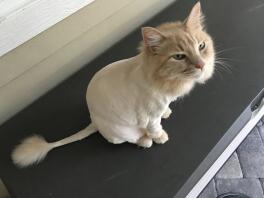 Siberian Cat with Lion Cut