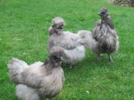 three silkie chickens mini blue bearded silkies on a lawn
