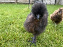 Silkie Chicken