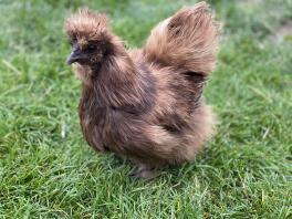 Silkie Chicken