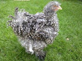 Silkie Chicken in garden