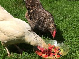 Speckledy chicken enjoying some fruit treats.