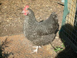 A speckley chicken.