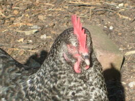 Our speckledy chicken roaming the garden.
