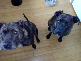 Two Staffordshire Bull Terrier Dogs Sitting