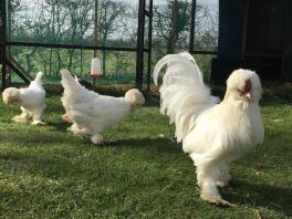 Sultan Chickens in run